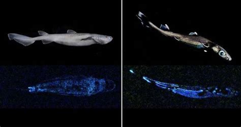 Rare Giant Squid And Glow In The Dark Sharks Found Near New Zealand