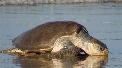 The olive ridley sea turtle (lepidochelys olivacea) is the smallest of the marine turtles. Olive Ridley | Joseph Lee's Guide to Sea Turtle Wiki ...