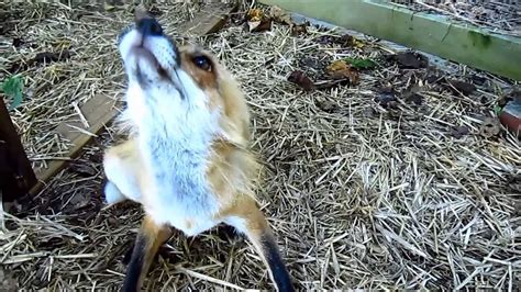 Foxes All About The Neck Floof Massage Youtube