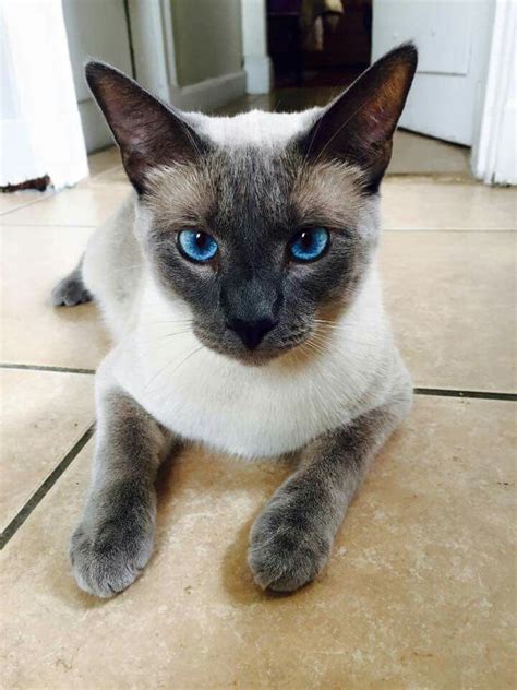 Blue Point Tonkinese Kittens Siamese Cats Cats And Kittens Blue