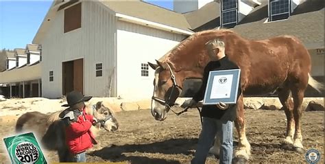Meet Jake The Worlds Tallest Horse