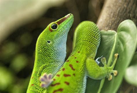 How To Breed Giant Day Geckos Phelsuma Grandis Keeping Exotic Pets