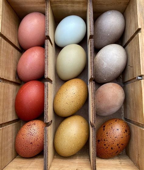 Rainbow Chicken Eggs In 2020 Chicken Breeds For Eggs Raising