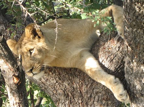 Free Images Wildlife Zoo Fauna Lion Cougar Puma Big Cats Wild