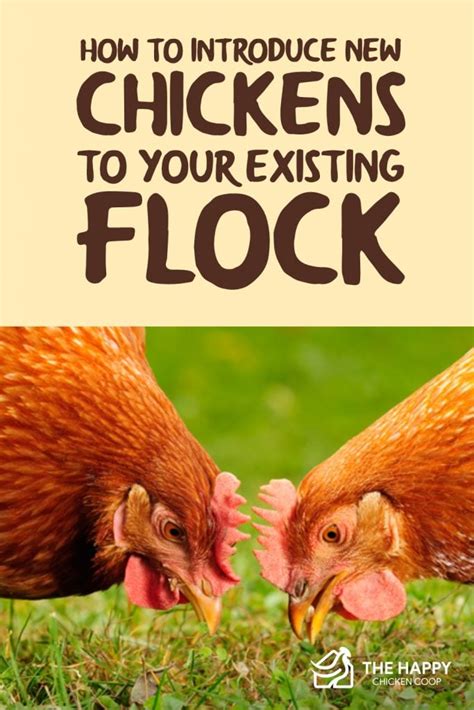 how to introduce new chickens to your existing flock