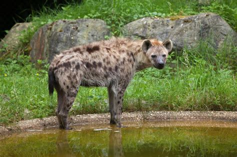 Spotted Hyena Crocuta Crocuta Stock Photo Image Of African
