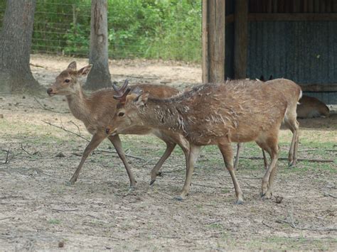 The Online Zoo Sika Deer
