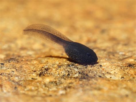 Biologists Found The Hugest Tadpole You Will Ever See