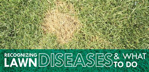 Recognizing Lawn Diseases And What To Do Lawn Problems Lawn Lush Lawn