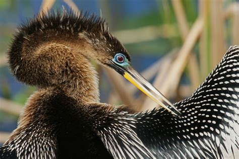 Photographing Birds Of Florida Everglades Florida Everglades National