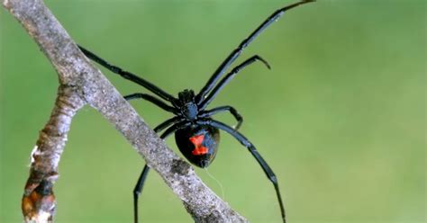 False widow spiders become a risk once again as the weather becomes warmer, leading the insects to come out of their false widow spiders are like the much feared and highly venomous black widow spiders in america. Can the Bite of a Black Widow Spider Kill You?