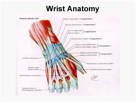 If there would be any abnormality on the structure and function of the upper. Upper extremity anatomy - arteries , veins , muscles - Am ...