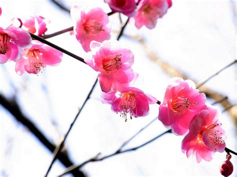 Chinese Symbols And Meanings Plum Blossoms And Water Narcissus