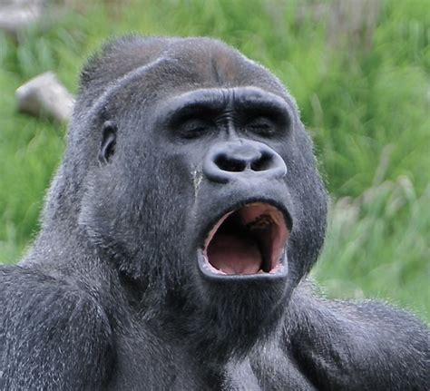 Maybe you would like to learn more about one of these? Gorilla Face | Joe Lazarus | Flickr