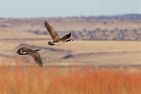 Greater Canada Geese Flying Photograph By Ken Archer Fine Art America