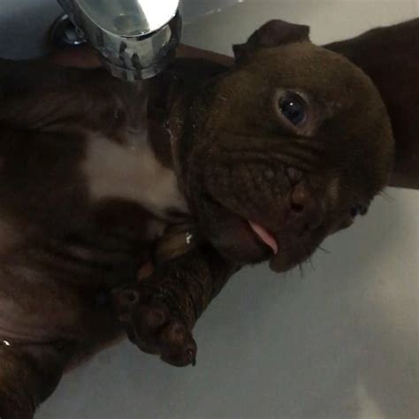 Analysing site traffic and usage. Bath time for my cutie🥰😍. Emma(Bape... - The Heavy Boned ...