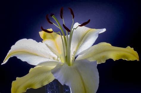 White Stargazer Lily Flower Stock Image Image Of Fresh Stargazer