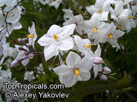 300 x 300 jpeg 27 кб. Solanum laxum, Solanum jasminoides, White Potato Vine ...