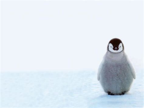 Cute Baby Penguins Animals Winter Snow Wallpaper