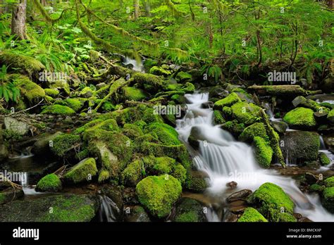 Sol Duc River Olympic National Park Washington State Usa Stock Photo