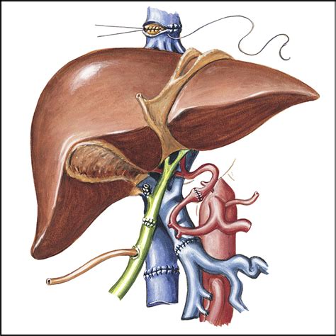Liver Transplantation From Inception To Clinical Practice Cell