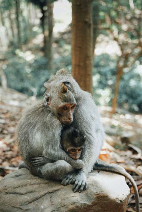 monos abrazan y protegen a su hermano menor con síndrome de down video el heraldo de méxico