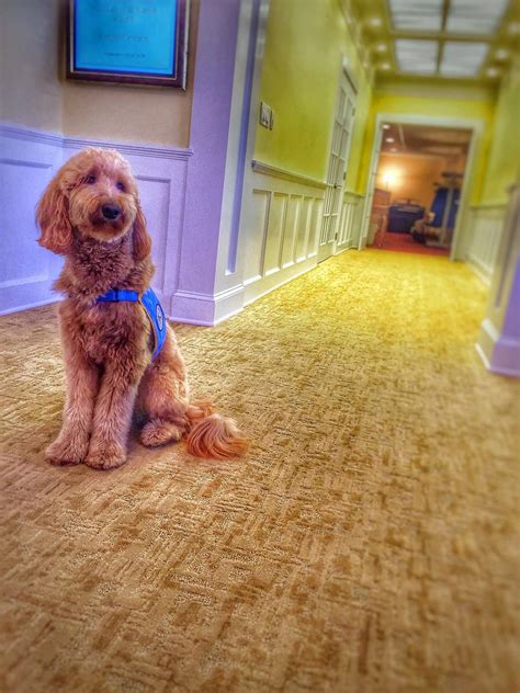 A funeral home staffer that provides a calming distraction | Therapy