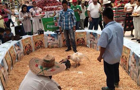 Battle Over Cockfights Heats Up In Oaxaca As Lawmakers Consider Ban