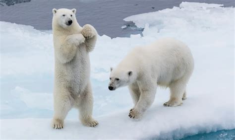 Who Killed The Largest Polar Bear