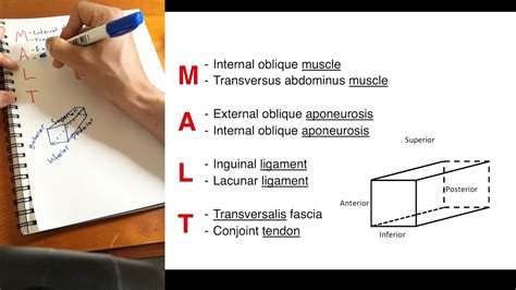 Inguinal canal location boundaries formation and contents. Inguinal canal mnemonic - YouTube