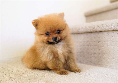 Honey The Pomeranian ̶3̶̶6̶0̶0̶ 1400 Top Dog Puppies
