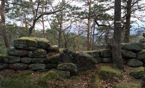 Bildet Landskap Tre Natur Skog Anlegg Fotturer Sti Gammel