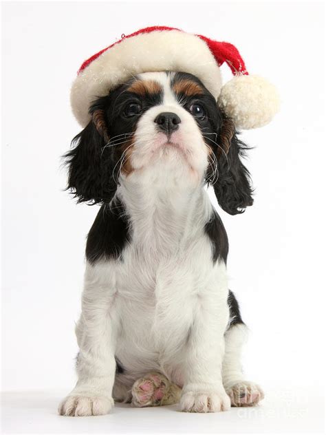 This makes them an incredibly low maintenance breed (in some respects) and is perhaps a big part of what makes them such cavalier king charles spaniel puppy food comparison table. Cavalier King Charles Spaniel Puppy Photograph by Mark Taylor