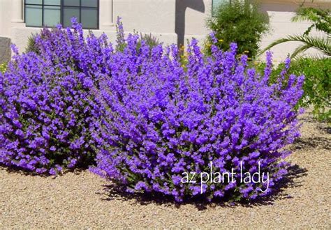 Pollinators provide pollination services to over 180,000 different plant species and more than 1200 crops. September Gardening Tasks for the Desert Landscape