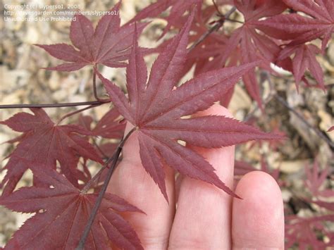 Plantfiles Pictures Acer Japanese Maple Red Emperor Acer Palmatum