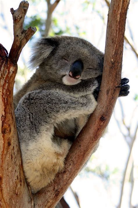 Sleeping Koala On A Tree Branch Affiliate Koala Sleeping