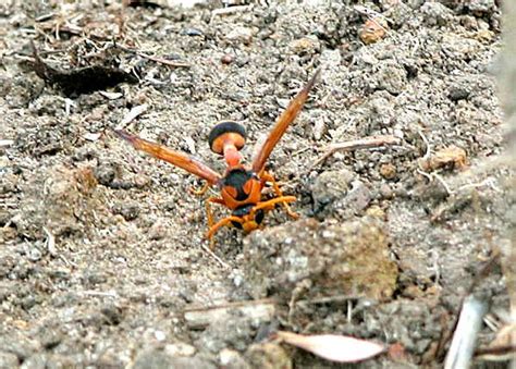 Orange Potter Wasp Eumenes Latreilli