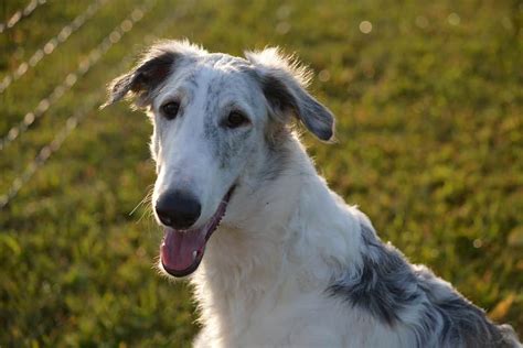 【galgo Ruso Borzoi 】 ⋆ Historia Características Y Cuidados