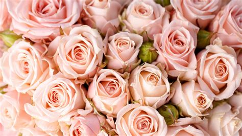 Розовые розы для рабочего стола DreemPics com картинки и рисунки на