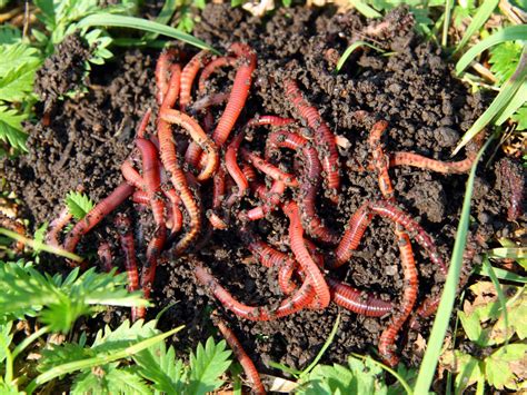 How To Compost With Worms Hgtv