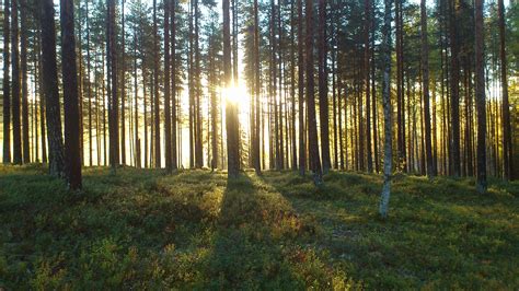 Free Images Tree Wilderness Branch Light Sun Meadow Sunlight