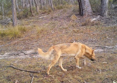 Baits To Knockout Wild Dogs The Northern Daily Leader Tamworth Nsw