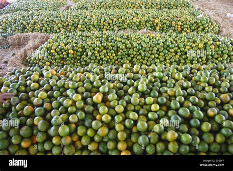 Fruits Oranges Nagpur Maharashtra India Stock Photo Alamy