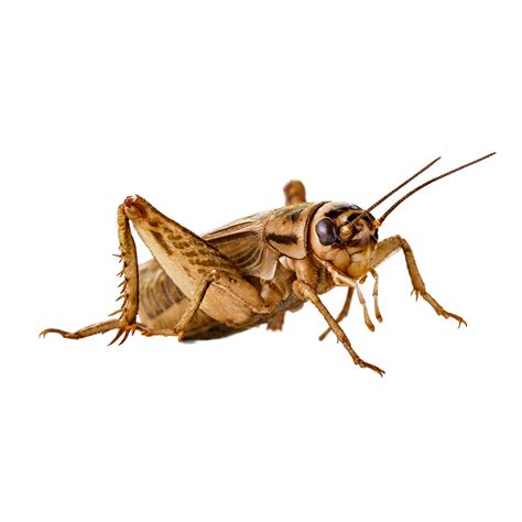 Cricket Insect Png Transparent Image Download Size 960x960px