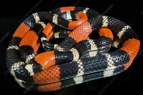 South American Coral Snake Micrurus Lemniscatus Stock Image C050