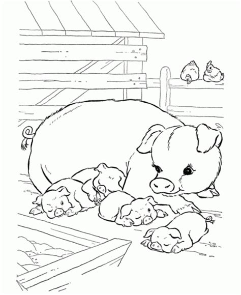 Get This Baby Pig Coloring Pages Ucmw1