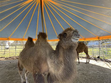 Double Hump Camel Inside The Tent In A Ranch Stock Image Image Of
