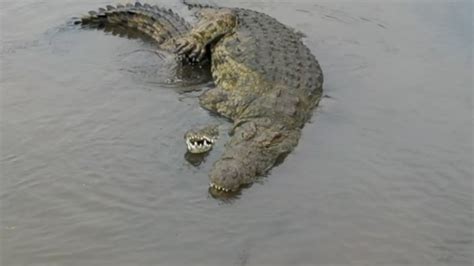 Crocodile Mating Youtube