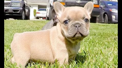 The ultimate bulldog names list is here! Exotic Frenchie Colors (Blue & Blue-Fawn) Male and Female ...
