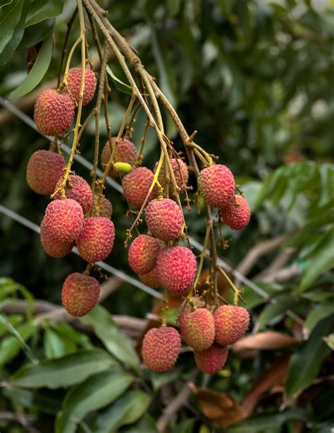 Pin By Tropicalbonsaisainursery On Sweet Heart Lychee Fruit Tree